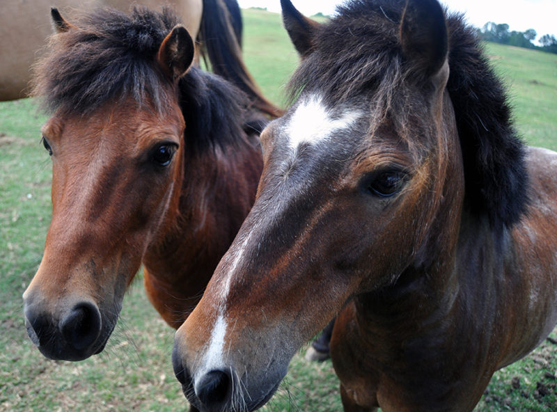 Field Trips – Noah's Ark Animal Sanctuary