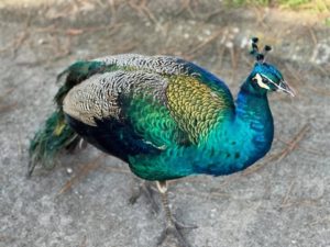 Peacock Picture
